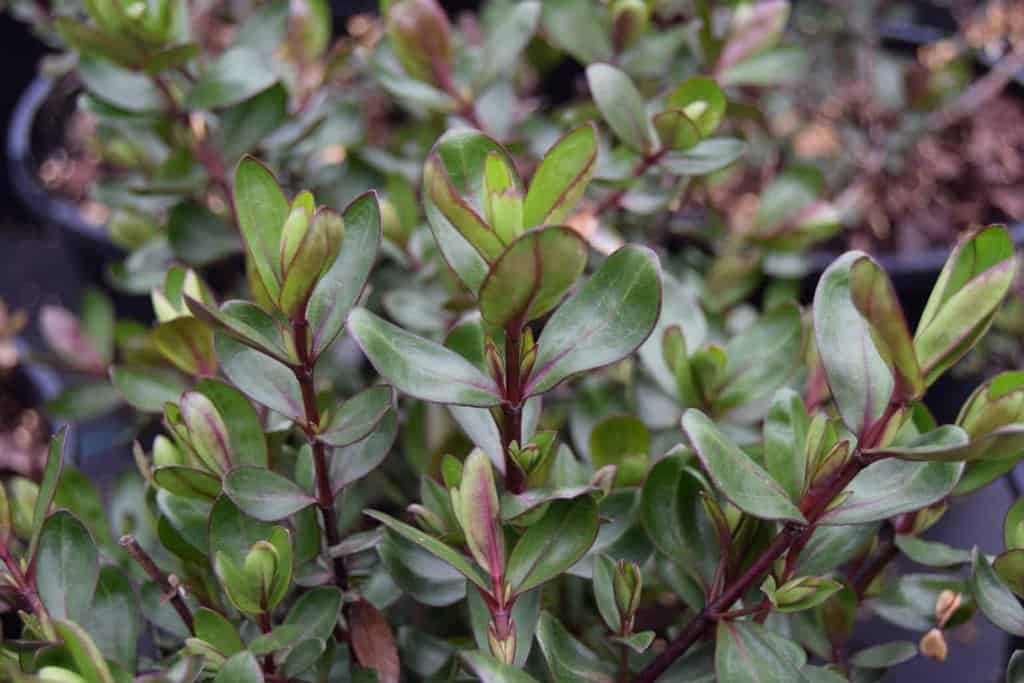 Hebe 'Autumn Glory' 15-20 cm